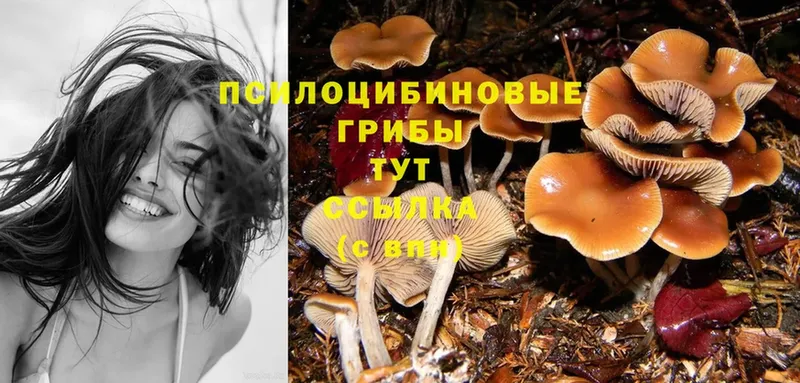 Галлюциногенные грибы Cubensis Мензелинск